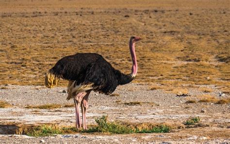 north african ostrich facts